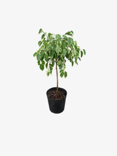 Ficus Benjamina Topiario Diciplinado en internet