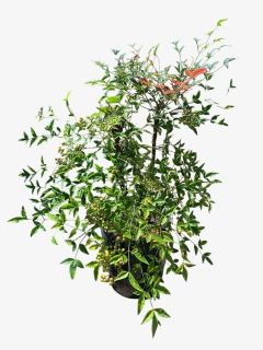 Nandina domestica - comprar online