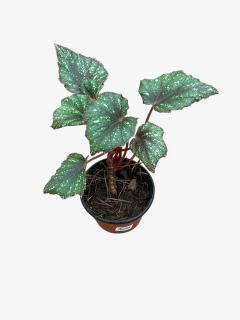 Begonia Rex - tienda online