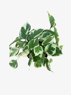 Pothus Joy - comprar online
