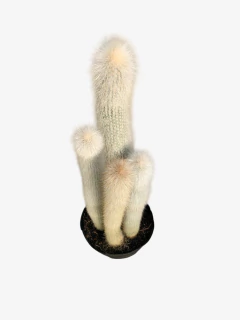 Cactus Strausii - comprar online
