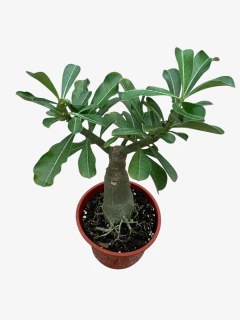 Rosa del desierto - comprar online