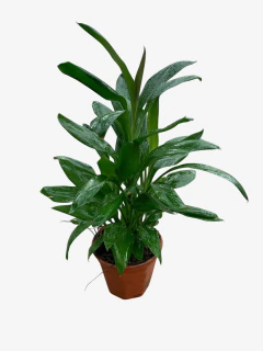 Dracena Robusta en internet