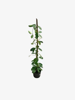 Jazmin De Madagascar - VallsGarden
