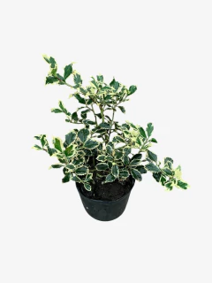 Ilex Aquifolium Argenta Marginata