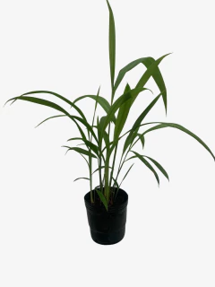 Pasto Palmera - VallsGarden