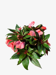 Alegría Brasilera - comprar online