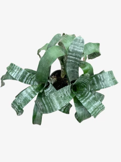 Aechemea Fasciata - comprar online