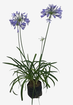 Agapantos Flor Azul en internet