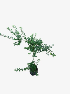 Ligustrum Sinense - comprar online
