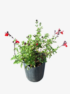 Salvia Greggi - comprar online