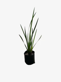 Sisyrinchium Glauca - comprar online