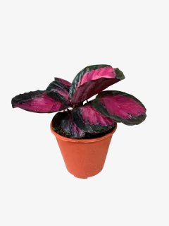 Calathea Misty Red - VallsGarden