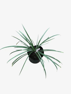 Liriope Muscari sun proof - comprar online