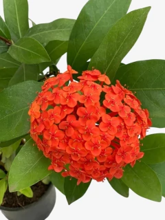 Ixora Coccinea - VallsGarden