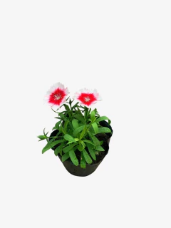 Clavelina - comprar online