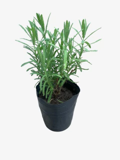 Lavanda en internet