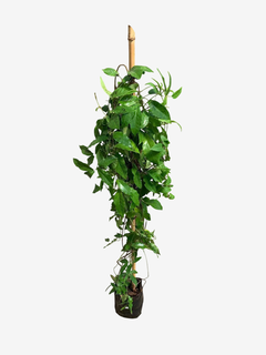Bignonia Capreolata - comprar online