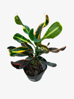 Crotón Tirabuzón - tienda online