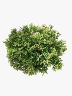 Thuja Rheingold - comprar online
