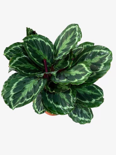 Calathea Medallion - comprar online