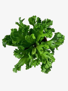 Asplenium Leslie (Bifurcado Compacto) - comprar online