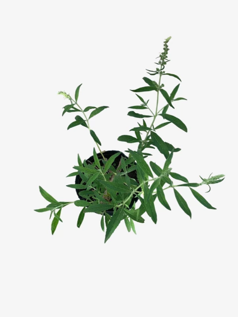 Buddleia Davidii - comprar online