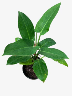 Philodendro Imperial Green - VallsGarden