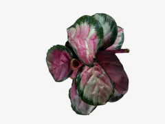 Calathea Rosy - VallsGarden