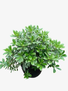 Azarero Variegado Enano - comprar online