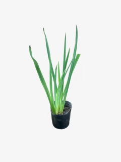 Iris Pseudoacorus en internet