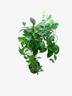 Pyrostegia Venusta - comprar online