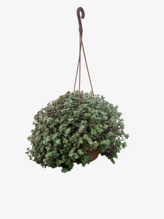 Exacum Callisia Repens - tienda online