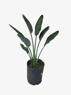 Strelitzia reginae - VallsGarden