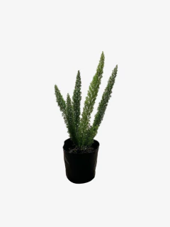 Asparagus Myersii - comprar online