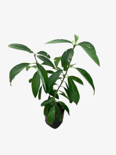 Palta en internet