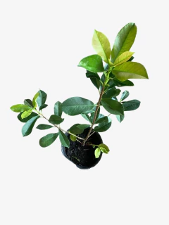 Photinia - VallsGarden