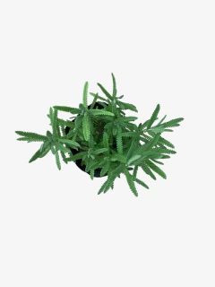 Lavanda - comprar online