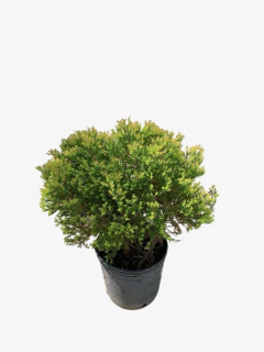 Thuja Rheingold en internet