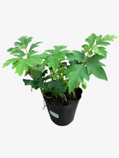 Cissus en internet