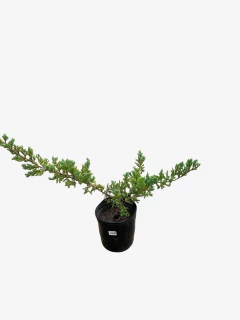 Juniperus Horizontalis Procumbens Nana