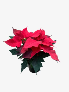 Euphorbia Estrella Federal - tienda online