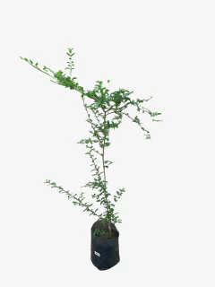 Ligustrum Sinense