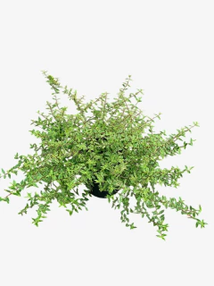 Abelia Nana Aurovariegata - VallsGarden