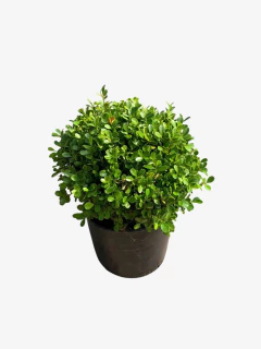Buxus Bocha - comprar online