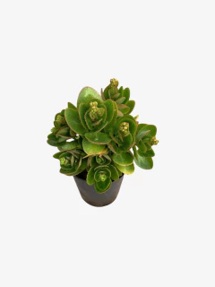 Calanchoe - comprar online