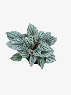 Peperomia Plateada en internet