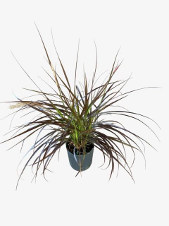 Pennisetum Setaceum Rubrum - tienda online