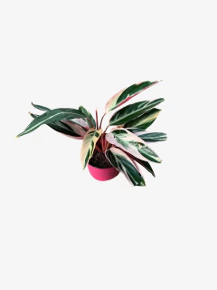Calathea Stromante Sanguinea
