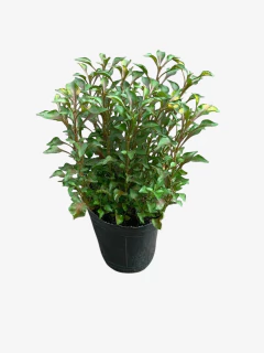 Alternatera - comprar online